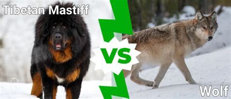 tibetan mastiff protects wolf reddit